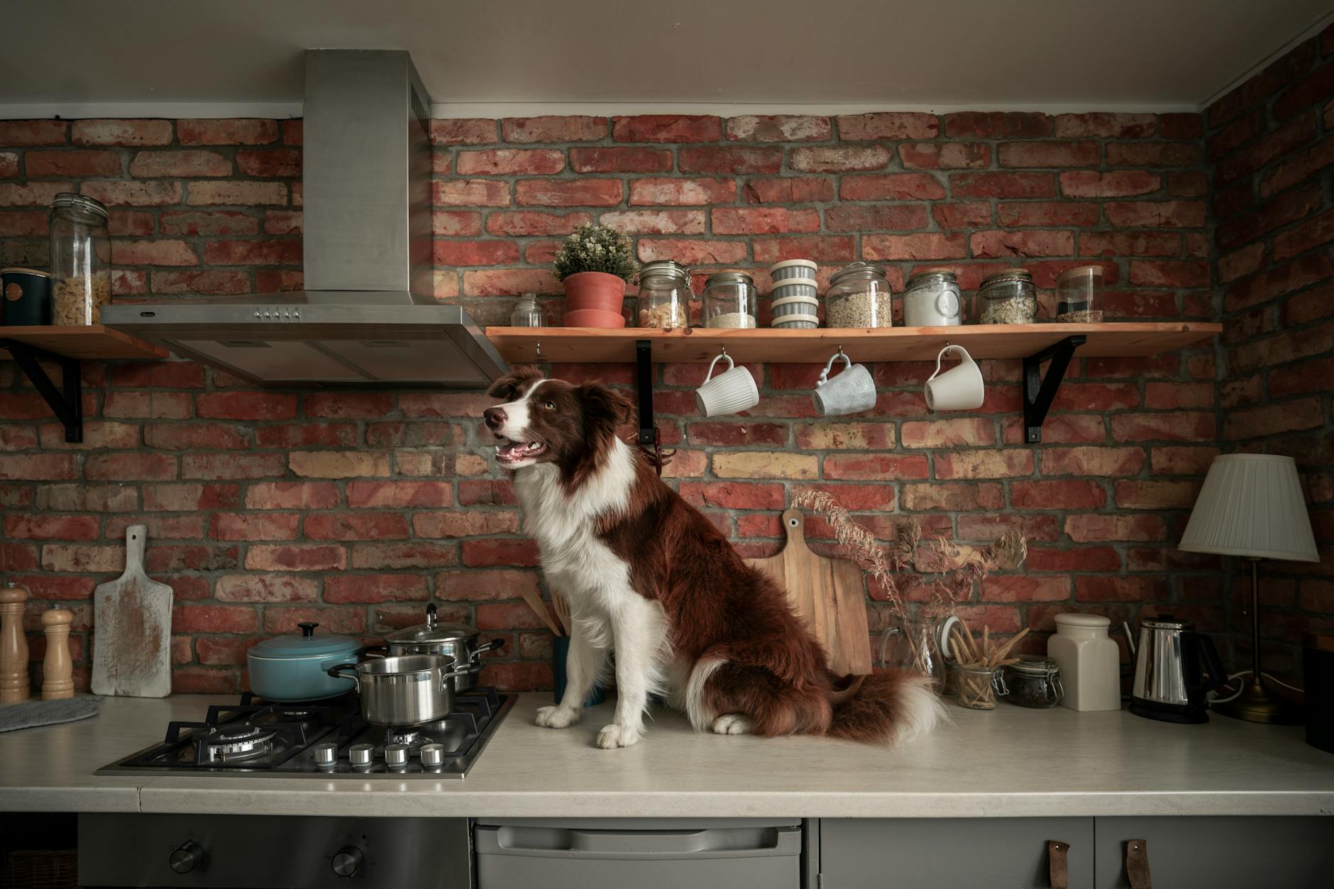 a dog sitting on the kitchen counter